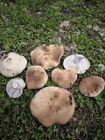 купить грибы: Продаю грибы, синяя ножка, крупные — 1