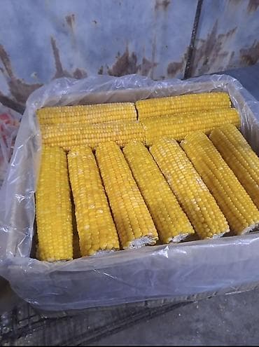 Эт азыктары: Сладкая Кукуруза початками, оптом только - Формат: целые початки без — 3