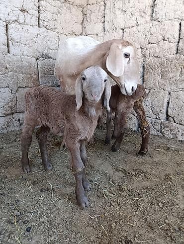 улар сатылат: Сатам | Ургаачы кой (ургаачы) | Эдильбай | Көбөйтүү үчүн — 2