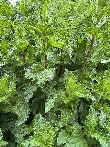 Зелень и микрозелень: Мята курчавая (Mentha spicata var. crispa) — ароматная многолетняя — 2