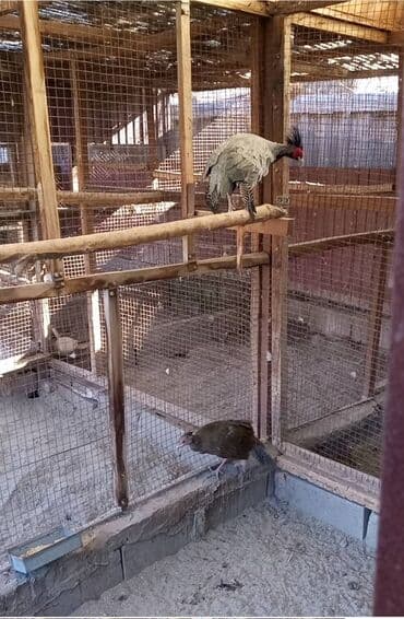 купить ожереловый попугай: Продам пару серебряных фазанов Берлиоза — 2