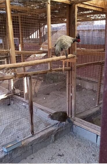 гнездовой домик для волнистых попугаев: Продам серебряных фазанов взрослых и этого года парами и по — 4