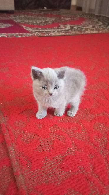 йоркширский терьер сколько стоит: Котята Шотландской Скотиш-Страйт 16.02.26.д.р . 3 шт. Приучены к — 2