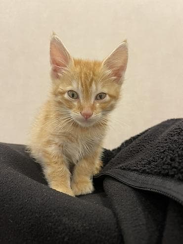 котята купить бесплатно: Рыжий котёнок отдам даром 😻 — 1