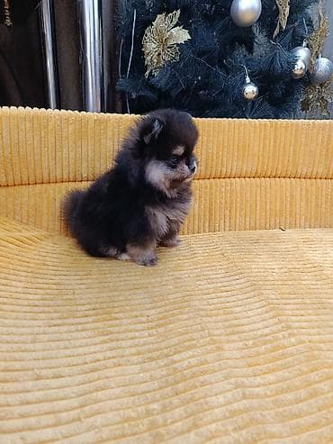 цена мопса: Шпиц, 2 месяца, Самец — 4