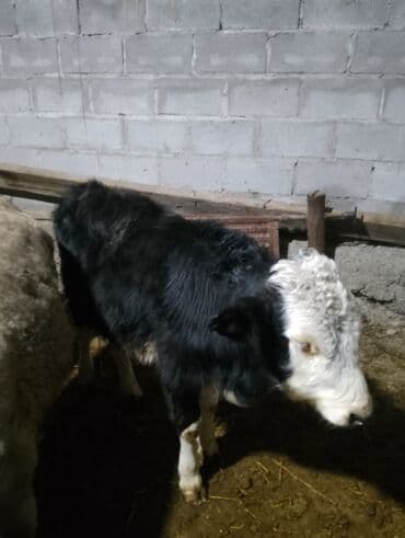 Продаю | Музоо, торпок | На откорм