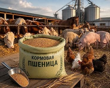 иранский корм: Кормовая пшеница 5 класса | Россия | Опт и розница | Россыпью и в — 2
