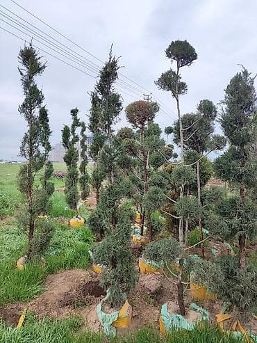 Ассалому алейкум!🔥🔥🔥🔥🔥🔥 срочно срочно срочно оптом сатылат 2000 сомдон — 7