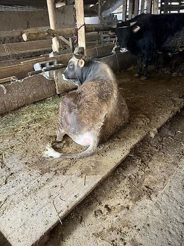 Ветеринар кызматы: Сатам | Бука (эркек) | Бордоп семиртүү үчүн | Байланган — 3