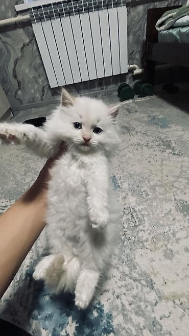 канадский сфинкс цена: 2 месяца, Девочка, Белый, Приучена к лотку — 5