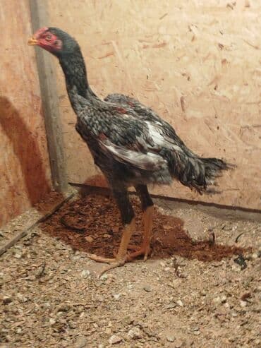 ак кой: Продаю | Куры — 4