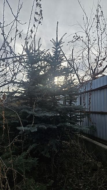 саженцы елки: Распродажа голубых елей! Высота 2 м, 3 м — 10