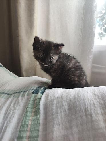 черепаха: 2 месяца, Девочка, Приучена к лотку — 2