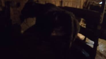 племенные коровы молочные купить: Продаю | Корова (самка) | Для разведения | Привязанные — 3