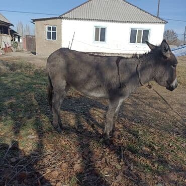 продаю в связи с переездом: Осёл торг есть — 1