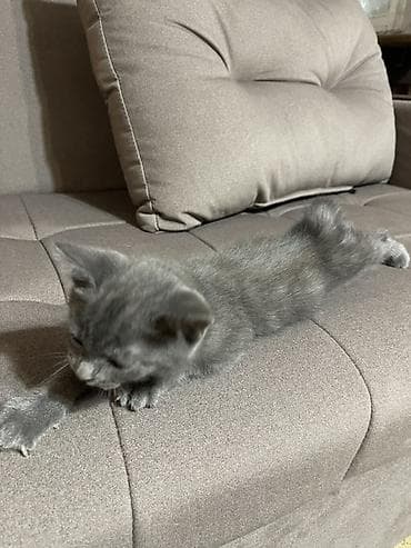 кошка арча бешик: Скотиш Фолд (Шотландская вислоухая), 2 месяца, Мальчик, Серый, Приучена к лотку, Проглистована — 3