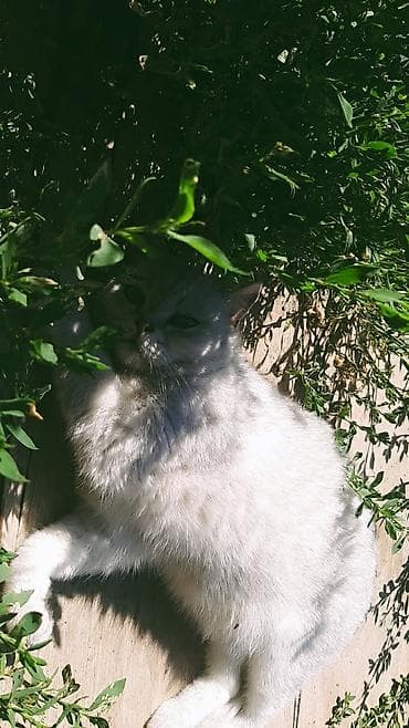 Другие животные: Отдаем Кота и кошку в добрые руки кот и кошка стирилизованые — 6