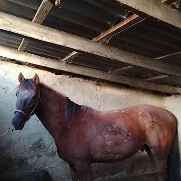 Услуги ветеринара: Продаю | Жеребец | Рабочий — 3