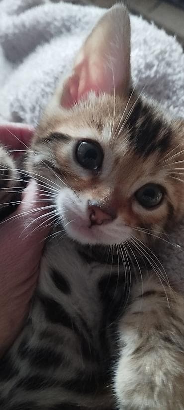 питомник сфинксов бишкек: Бенгальская, 1 месяц, Девочка — 2