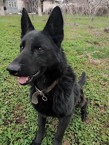 собака корги купить: Немецкая овчарка, 3 месяца, Самец, С прививкой — 1