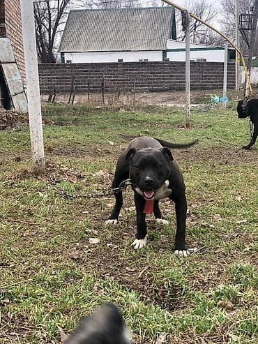 животные собаки: Питбуль кубинка 9 месяцев про цену в личке можем договрится — 3