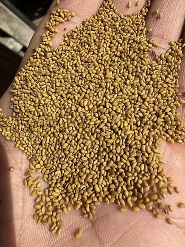 Ветеринар кызматы: Беде урук люцерна местная — 1