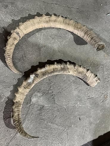 Сандыктар: Рога и оленьи ветвистые отростки для декора и ремесел Описание: - — 2