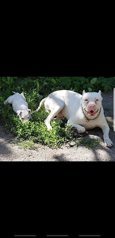 куплю собаку питбуль: Питбуль на Вязку !!! 5000т или 2-х Щенков на мой выбор. Неухоженых — 3