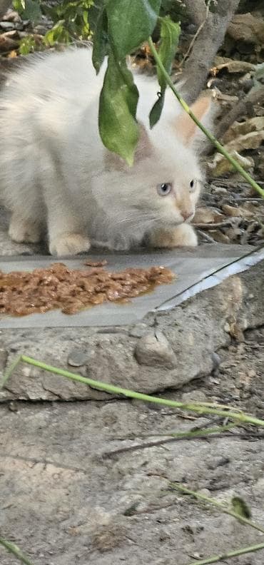 Котята красивые нуждаётся в доме, все из одного помёта. Окрасы at lalafo.kg Котята красивые нуждаётся в доме, все из одного помёта. Окрасы