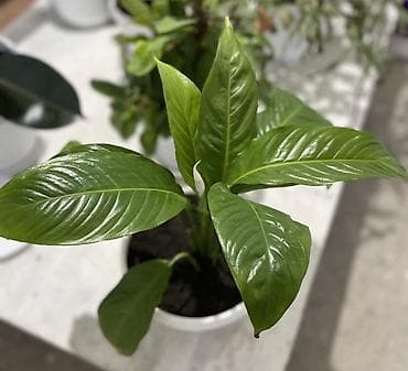 Бөлмө өсүмдүктөрү: Спатифиллум (Spathiphyllum) в горшке - Компактный куст с крупными — 1