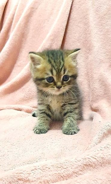 scottish fold: Скотиш Страйт (Шотландская прямоухая), 1 месяц, Девочка, Приучена к лотку, Проглистована — 4