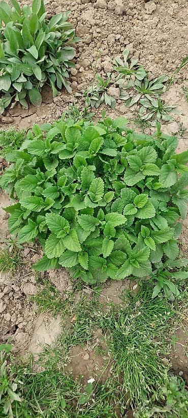 Мелисса лекарственная (Melissa officinalis) – ароматное многолетнее