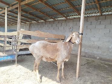 Баран, овца: Продаю | Овца (самка) | Для разведения — 2