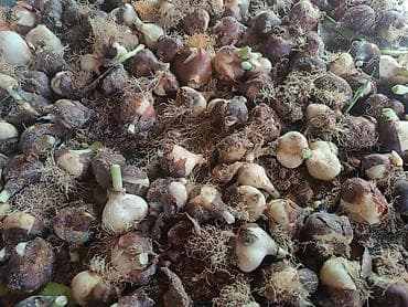 кормушки для птиц: Тюльпан Луковицы посадки - Разбор: мелкие луковички-детки с — 2