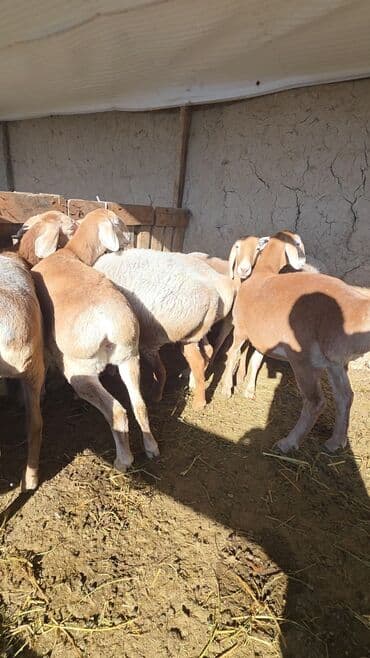 Аквариумы: Продаю | Овца (самка) | Арашан | Для разведения | Ярка — 2