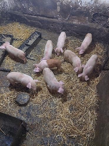 собаки рынок в бишкеке цены: Продаю | Поросенок | Крупная белая | На забой — 3