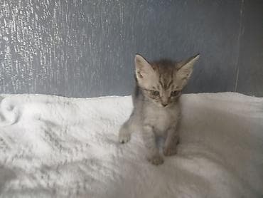 кошка мышык: Мышык бекер берилет: Породасыз, 2 айлык, Эркек, Лотокко барууга үйрөтүлгөн — 6