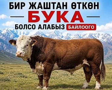 куры живые: Ассалааму алайкум бир жаштан өткөн бука болсо алабыз байлоого 7-8 — 1