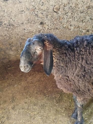 брама кохинхин цыплята: Продаю | Овца (самка) | Для разведения | Ярка — 7