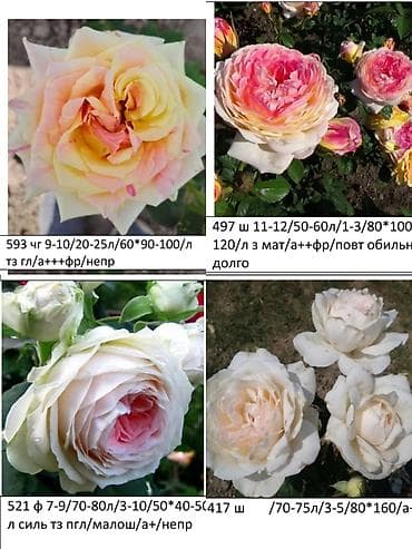 алма апорт: Көчөттөр — 8