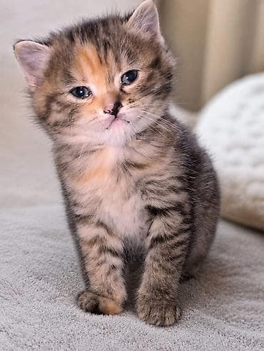 возьму котят: Котята, помёт из трёх малышей: -Родились — 5