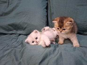 купить клетку для шиншиллы бу: 🐾 Открыто бронирование котят шотландской породы 🐾 Предлагаются к — 4