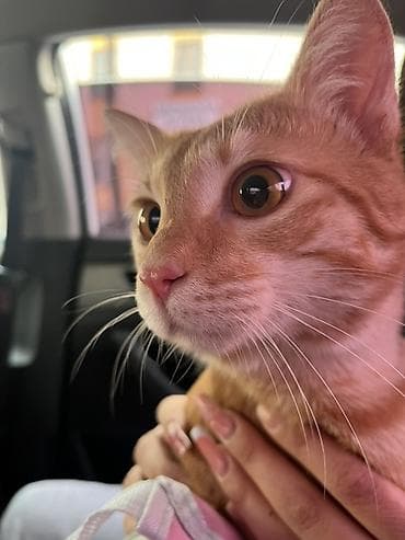 Продажа кошек: Кошка даром: Беспородная, 1 год, Мальчик, Приучена к лотку — 4