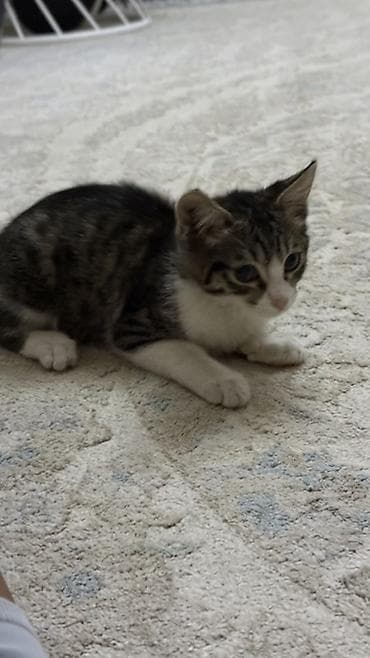 Кошки: Отдадим даром!!! Милый добрый котик ищет любящий дом! Котёнок — 1