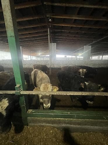 сх животные и товары: Продаю | Бык (самец) | На откорм — 5