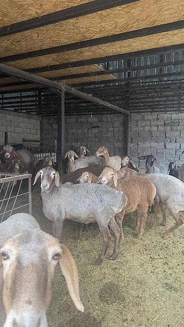 сколько стоит сибирская кошка котенок: Продаю | Овца (самка) | Арашан | Для разведения | Матка — 4