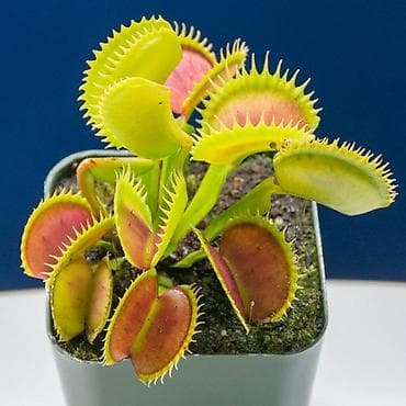 Дом и сад: Венерина мухоловка (Dionaea muscipula) в горшке - Хищное комнатное — 4