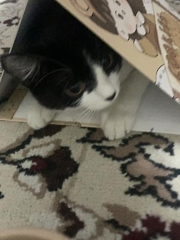 британская прямоухая кошка: Кошка даром: Беспородная, 7 месяцев, Девочка, Приучена к лотку — 4