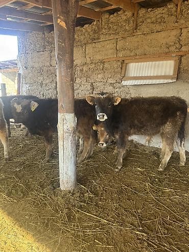 улар сатылат: Сатам | Бука (эркек) | Алатоолук, Бельгия, Аргын | Көбөйтүү үчүн | Байланган — 4