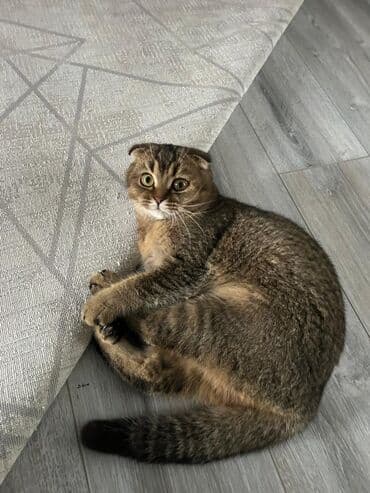 кошки купить бишкек: Скотиш Фолд (Шотландская вислоухая), 10 месяцев, Девочка, Приучена к лотку, Проглистована, С прививками — 3